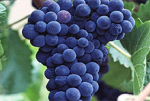 Siyah üzüm kanser tedavisinde kullanılacak