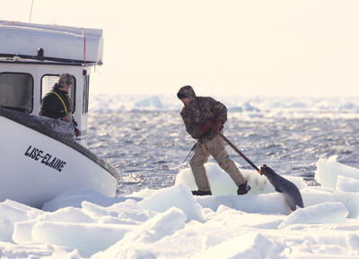 Kanadalı fok avcılarına bir haller oldu