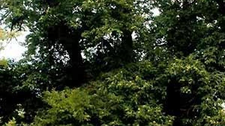 900 yıllık 'Arapastık ağacı'nın film gibi öyküsü 900 yıllık 'Arapastık ağacı'nın film gibi öyküsü