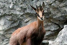 Çengel boynuzlu dağ keçileri korunacak