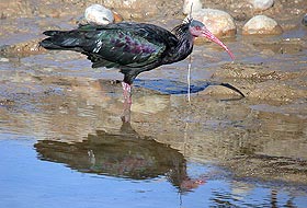 105 kelaynak doğaya bırakıldı