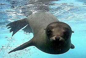 Galapagos'da deniz kurdu katliamı