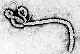 Ebola virüsü hafife alındı