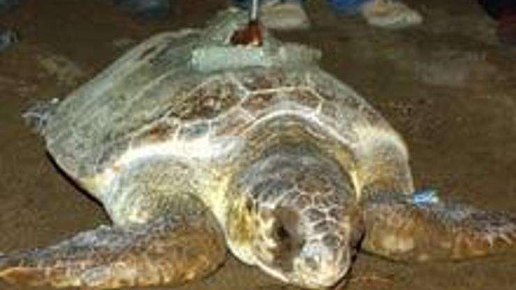 Caretta carettaya 'uydu' takibi