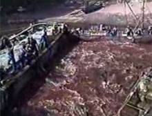 Japonya'da yunus katliamı Japonya'da yunus katliamı