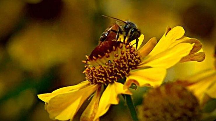 Arı sokması durumunda ne yapılmalıdır