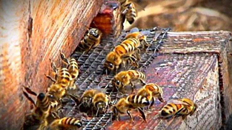 Arı sokmasına karşı nasıl tedbir alınmalıdır
