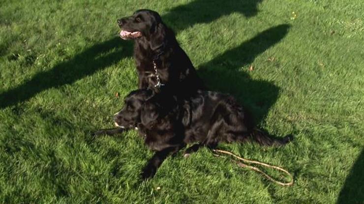 İri ırk köpeklerin eğitiminin önemi nedir