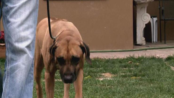 Rhodesian Ridgeback ırkının özellikleri nelerdir