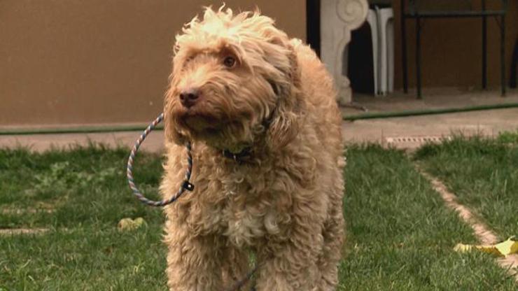 Labradoodle ırkının özellikleri nelerdir