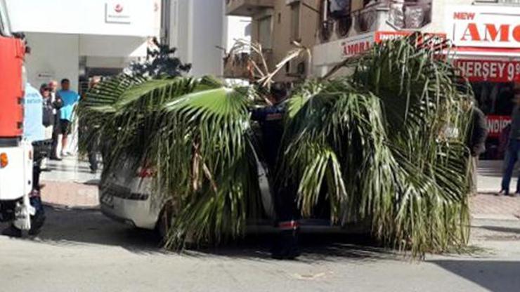 Önlem alınmadan kesilen ağaç, otomobil üzerine devrildi