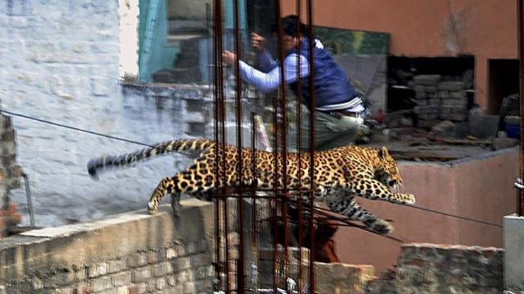 Şehre inen leopar önüne gelene saldırdı