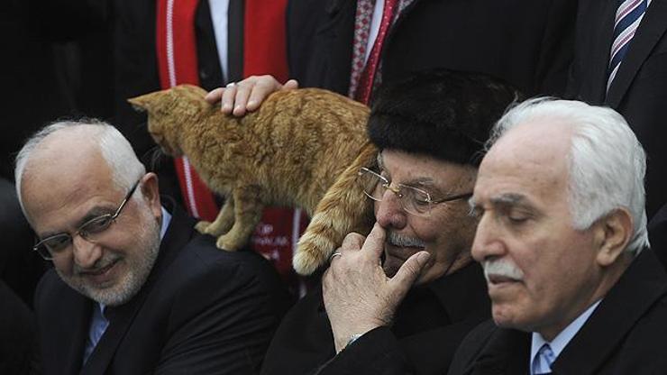 Erbakanı anma töreninde kedi şaşkınlığı