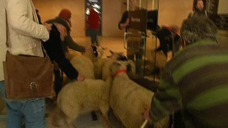 Fransız çiftçiler Louvre Müzesine koyunlarla girdi