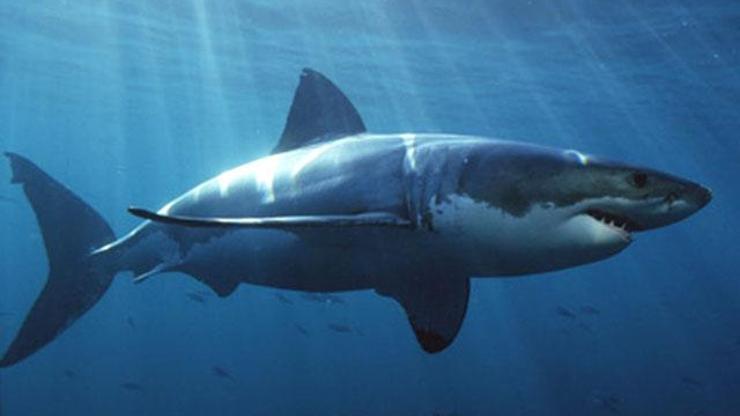 Avustralyada köpekbalığı öldürdü