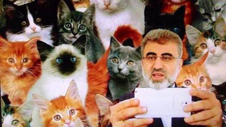 Al Monitorden Türkiyeden Twitter kedileri galerisi