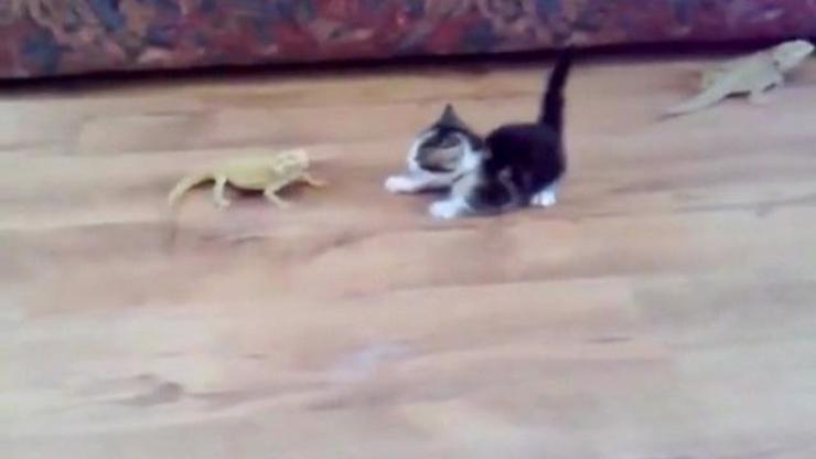 İguanalar mı yaman, yavru kedi mi