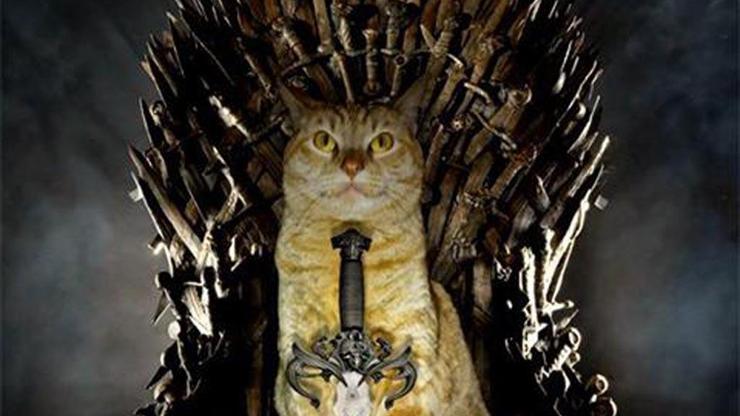 Bu da Cats of Thrones