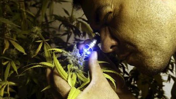Uruguayda yasal uyuşturucu satışı başlıyor