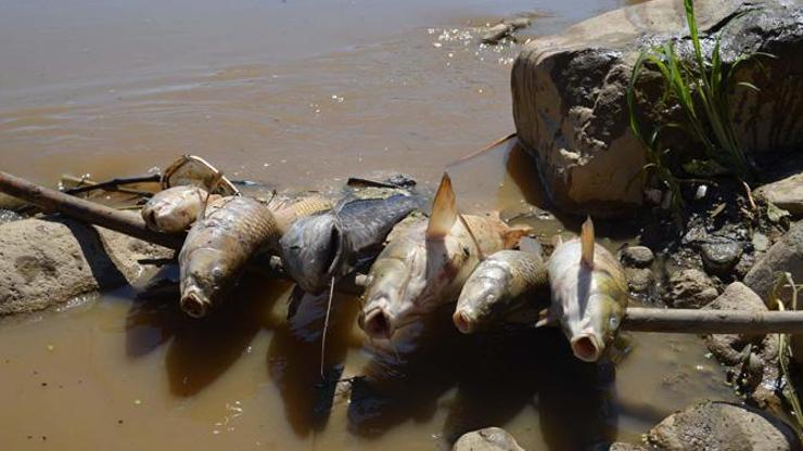 Gediz Nehrinde toplu balık ölümleri