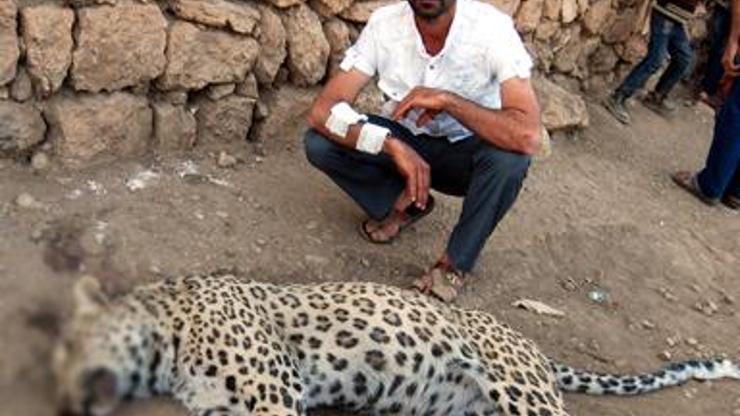 Öldürülen hayvan Anadolu leoparı mı