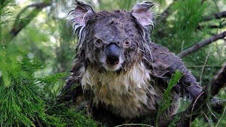 Koalaların sesleri neden çok güçlü