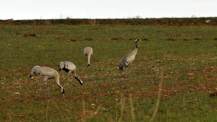 Anadolu’nun turnaları yok oluyor