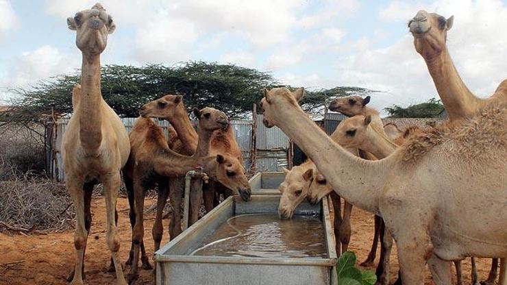 Ramazanda susuzluğun ilacı: deve sütü