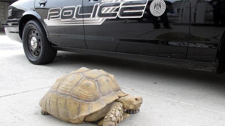 Dev kaplumbağanın polisle kovalamacası kısa sürdü