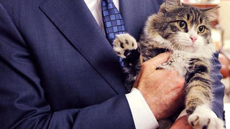 Seçimde trafoları CHPnin kedisi Şero koruyacak