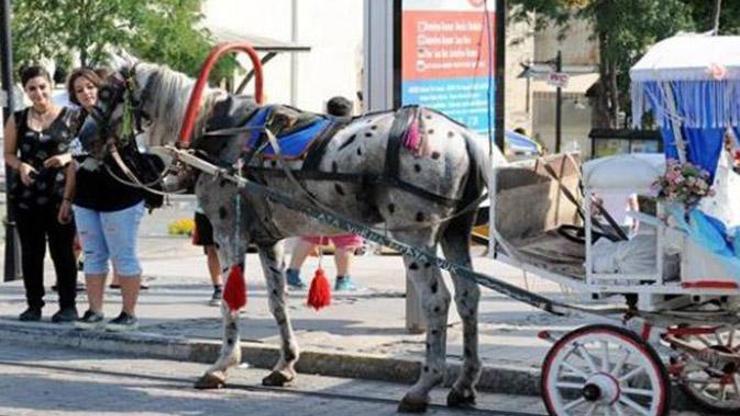 Antalyada yağlı boyalı at skandalı