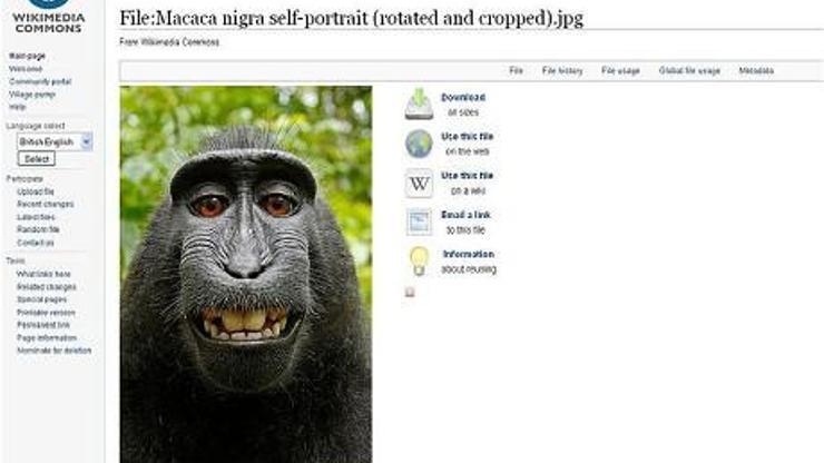 Maymunun çektiği selfienin kaderi belli oldu