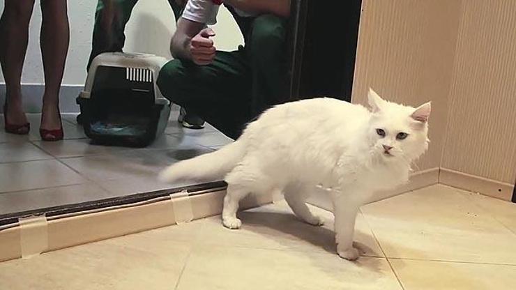 Batıl Rus inanışı kedileri bankacı yaptı