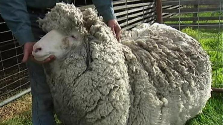 Avustralyadaki koyun makas gördü
