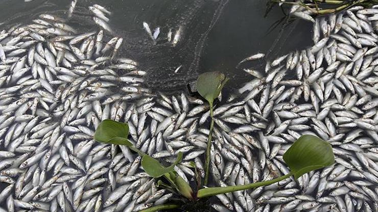 Meksikada 53 ton balık kıyıya vurdu