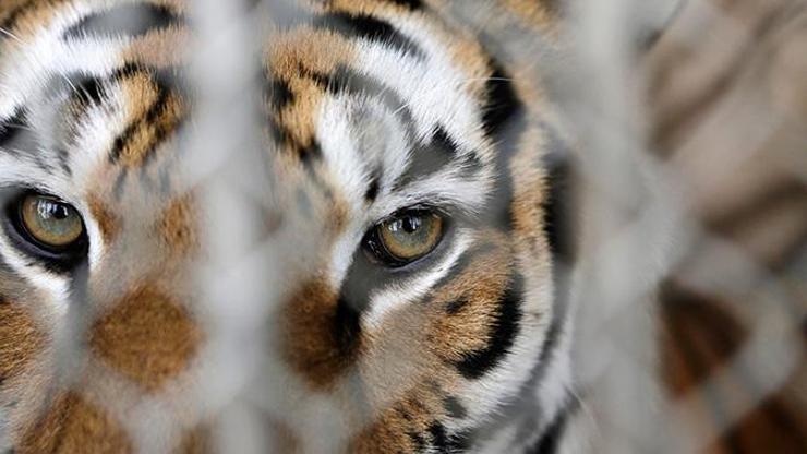 WWF: Vahşi yaşam yok oluyor