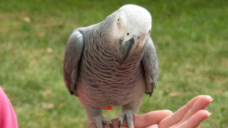 4 yıl kaybolan papağanın lisanı değişti