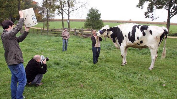 Guinness Rekorlar Kitabına bu kez bir inek girdi