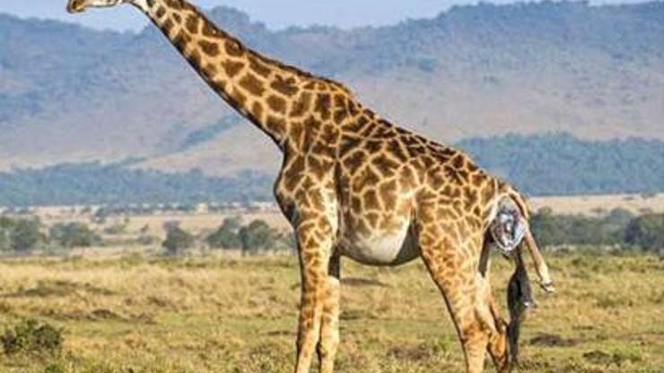 Kenyada bir zürafanın doğum anı