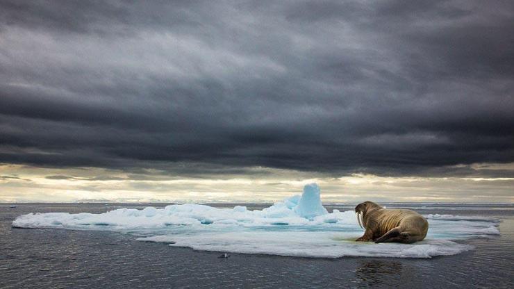 Kutuplardan büyüleyici fotoğraf kareleri