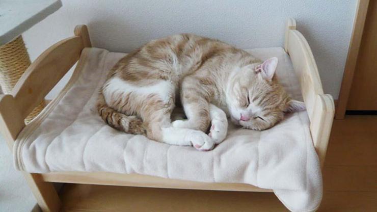 İşte kediler ve kendileri için üretilen yatakları