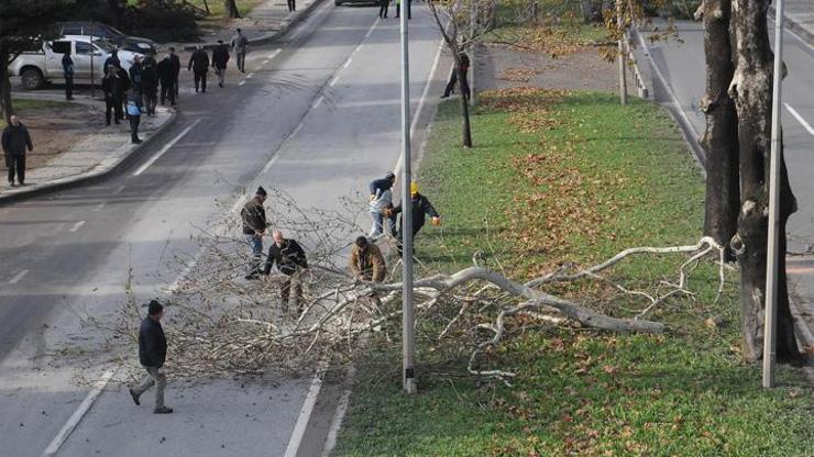 Yalova Tonami Meydanında 180 ağaç kesildi