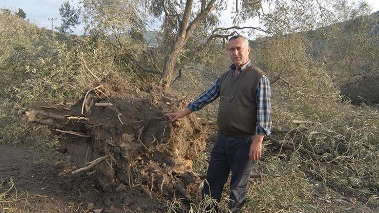 Katledilen 6 bin 666 ağacı koruma görevi Yırca köylüsüne verildi