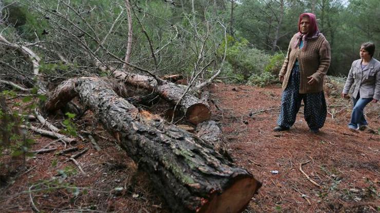 Urla çam ağaçlarının kesilmesi için yürütmeyi durdurma