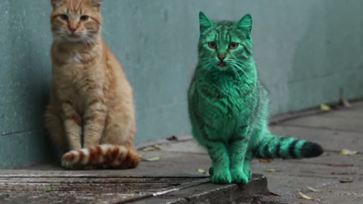Yeşil kedinin sırrı çözüldü