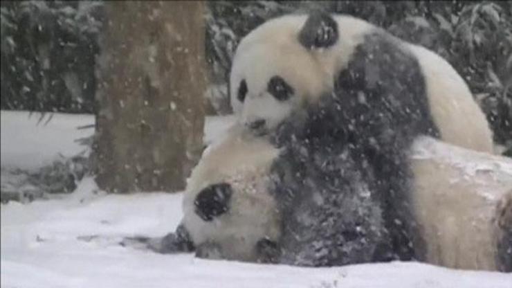 Pandaların kar sevinci