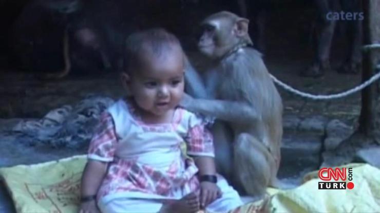 Maymun küçük kızı evlat edindi