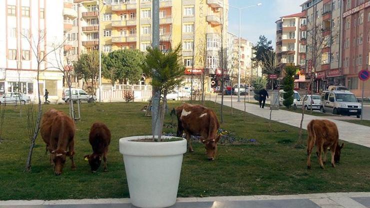 Bafra Yeni Kent Meydanını inekler bastı