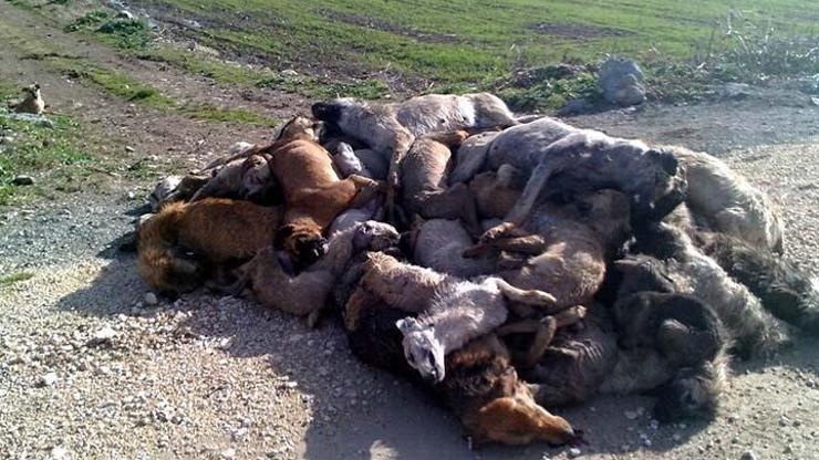 Bursada sokak köpeği katliamı