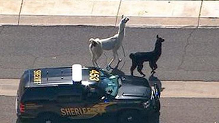 Kaçan iki lama, ABDde günün olayı oldu